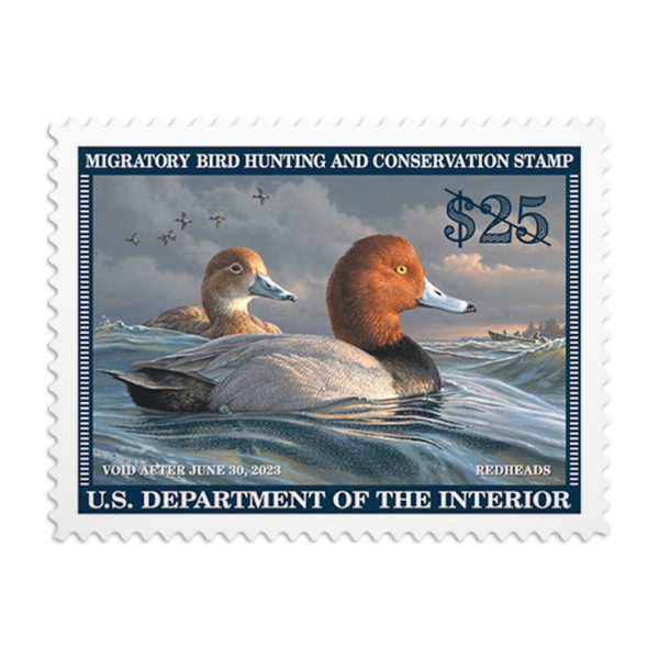 Redhead Duck 2022 2023 Stamps USPS