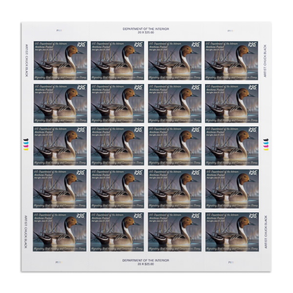 Northern Pintail 20242025 Federal Duck Stamps