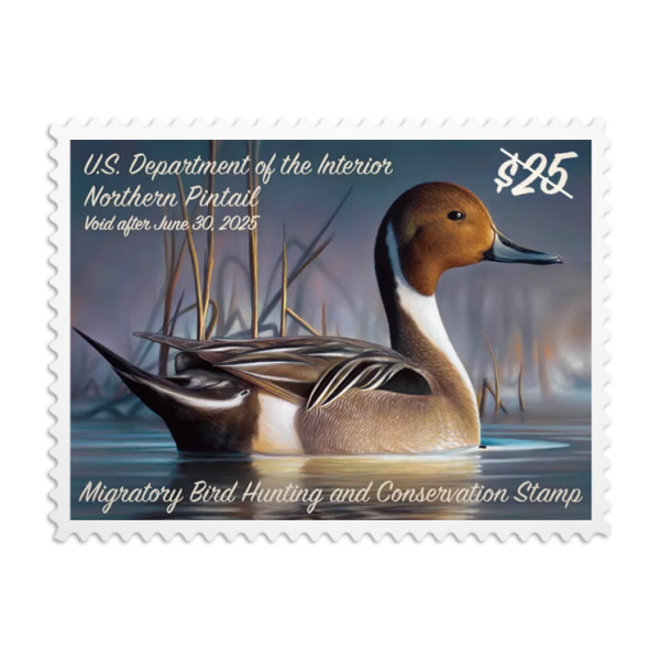 Northern Pintail 20242025 Federal Duck Stamps