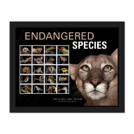 Endangered Species Framed Stamps, Florida Panther