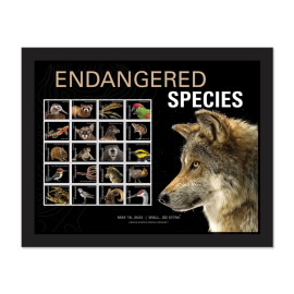 Endangered Species Framed Stamps, Mexican Gray Wolf