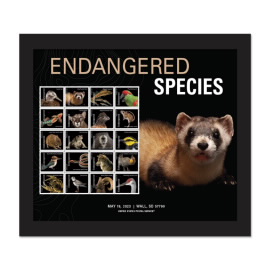Endangered Species Framed Stamps, Black-footed Ferret