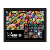 Life Magnified Framed Stamps image