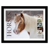 Horses Framed Stamps, Pinto image