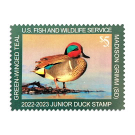 Junior Duck 2022-2023 Stamp, Green-winged Teal