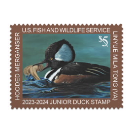 Junior Duck 2023-2024 Stamp, Hooded Merganser
