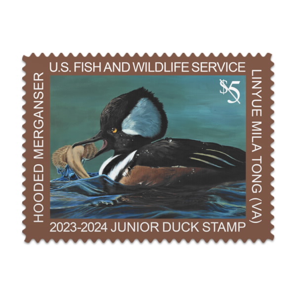 Junior Duck 2023 2024 Stamp Hooded Merganser USPS