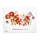 New U.S. global forever stamp features African daisy