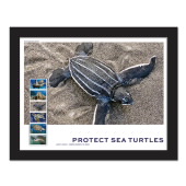 Protect Sea Turtles Framed Stamps, Leatherback image