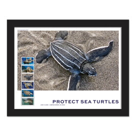 Protect Sea Turtles Framed Stamps, Leatherback