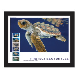 Protect Sea Turtles Framed Stamps, Loggerhead