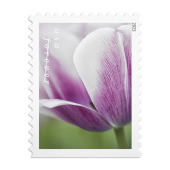 Tulip Blossoms USPS Forever Postage Stamp 1 Book of 20 US First Class  Postal Flower Spring Wedding Holiday Celebrate Announcement Party (20  Stamps)