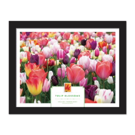 Tulip Blossoms Framed Stamp